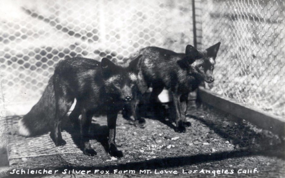 Mount Lowe Preservation Society Inc. Collection