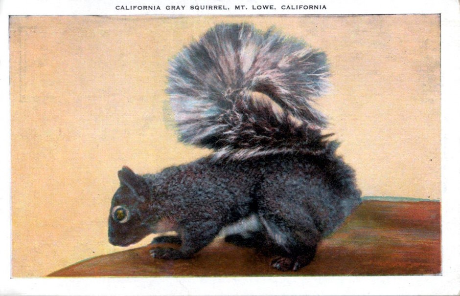 Mount Lowe Preservation Society Inc. Collection