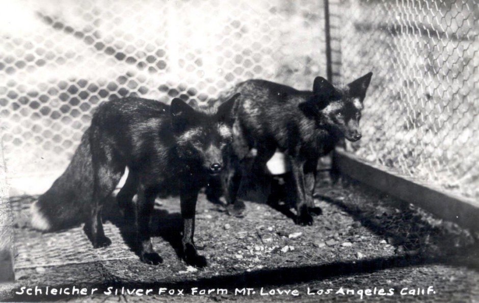 Mount Lowe Preservation Society Inc. Collection